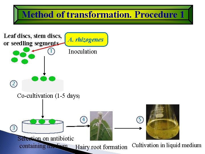 Method of transformation. Procedure 1 Leaf discs, stem discs, A. rhizogenes or seedling segments