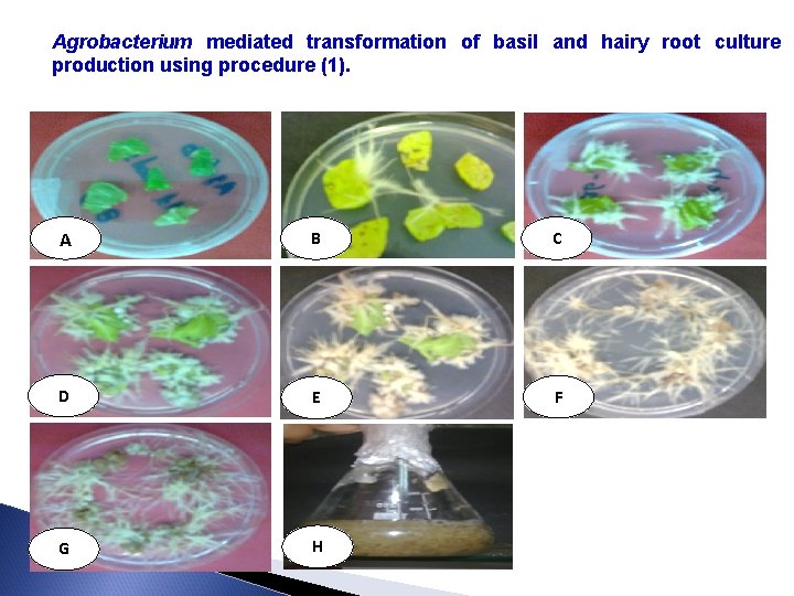 Agrobacterium mediated transformation of basil and hairy root culture production using procedure (1). A