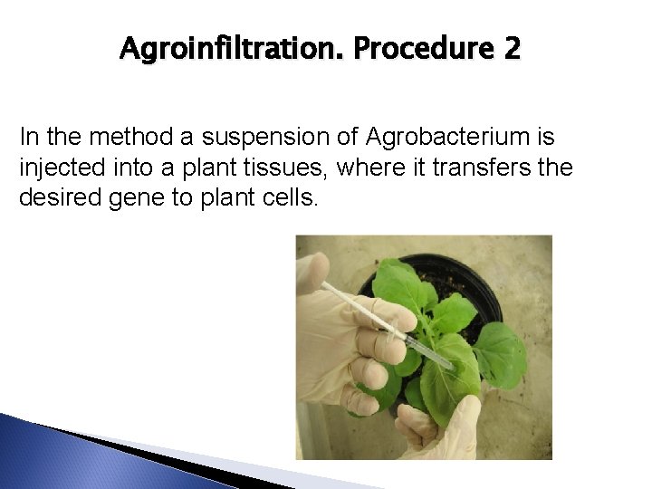 Agroinfiltration. Procedure 2 In the method a suspension of Agrobacterium is injected into a