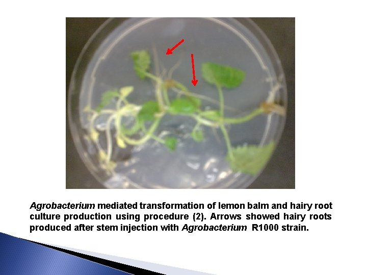 Agrobacterium mediated transformation of lemon balm and hairy root culture production using procedure (2).