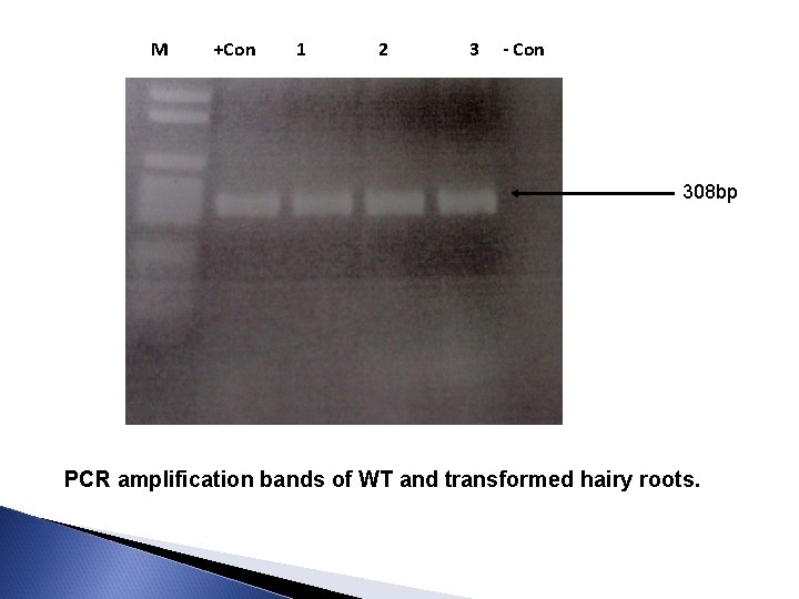 M +Con 1 2 3 - Con 308 bp PCR amplification bands of WT