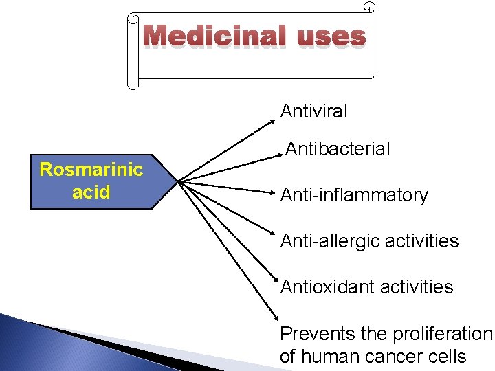 Medicinal uses Antiviral Rosmarinic acid Antibacterial Anti-inflammatory Anti-allergic activities Antioxidant activities Prevents the proliferation