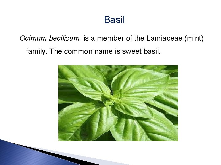 Basil Ocimum bacilicum is a member of the Lamiaceae (mint) family. The common name