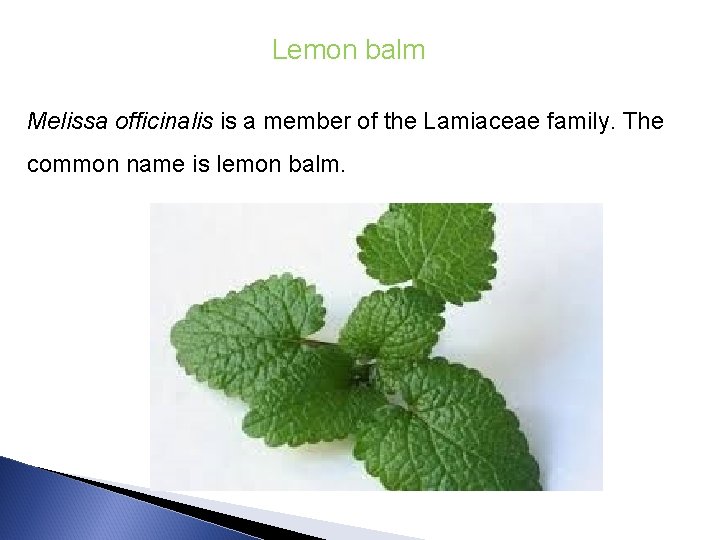 Lemon balm Melissa officinalis is a member of the Lamiaceae family. The common name