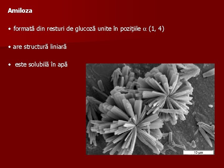 Amiloza • formată din resturi de glucoză unite în poziţiile (1, 4) • are