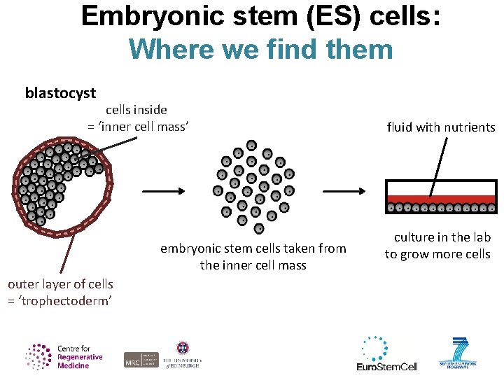 Embryonic stem (ES) cells: Where we find them blastocyst cells inside = ‘inner cell