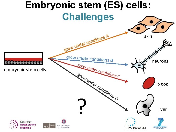 Embryonic stem (ES) cells: Challenges grow er und ns o i t i nd