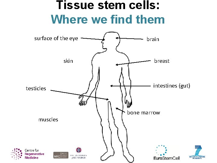 Tissue stem cells: Where we find them surface of the eye skin testicles muscles