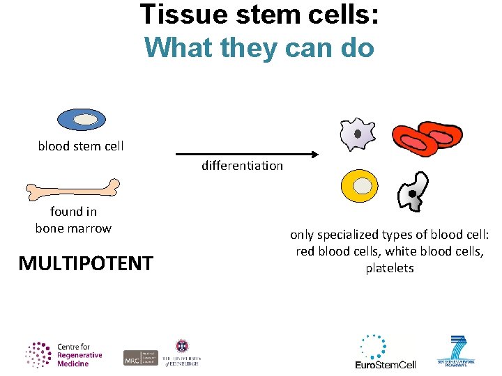 Tissue stem cells: What they can do blood stem cell differentiation found in bone