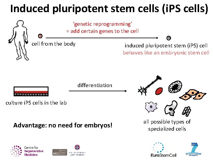 Induced pluripotent stem cells (i. PS cells) ‘genetic reprogramming’ = add certain genes to