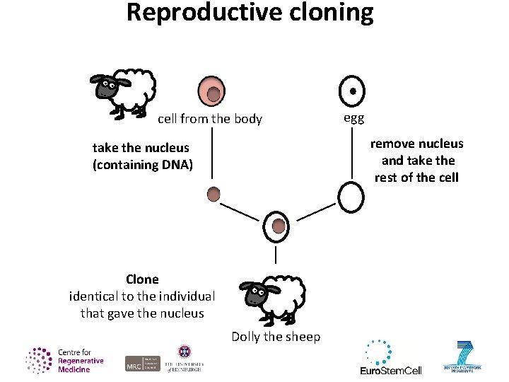 Reproductive cloning cell from the body egg remove nucleus and take the rest of