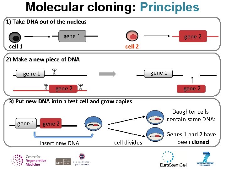Molecular cloning: Principles 1) Take DNA out of the nucleus gene 1 cell 1