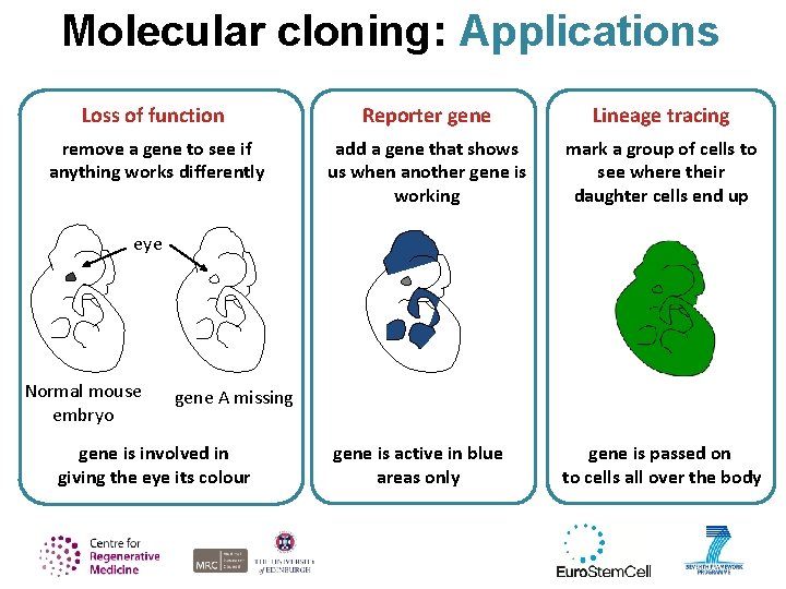 Molecular cloning: Applications Loss of function Reporter gene Lineage tracing remove a gene to