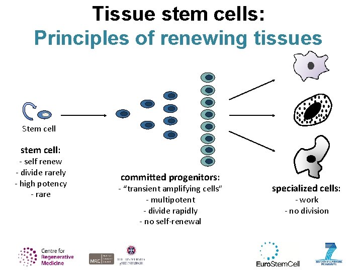 Tissue stem cells: Principles of renewing tissues Stem cell stem cell: - self renew