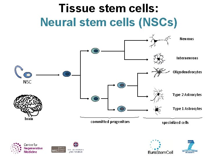 Tissue stem cells: Neural stem cells (NSCs) Neurons Interneurons Oligodendrocytes NSC Type 2 Astrocytes