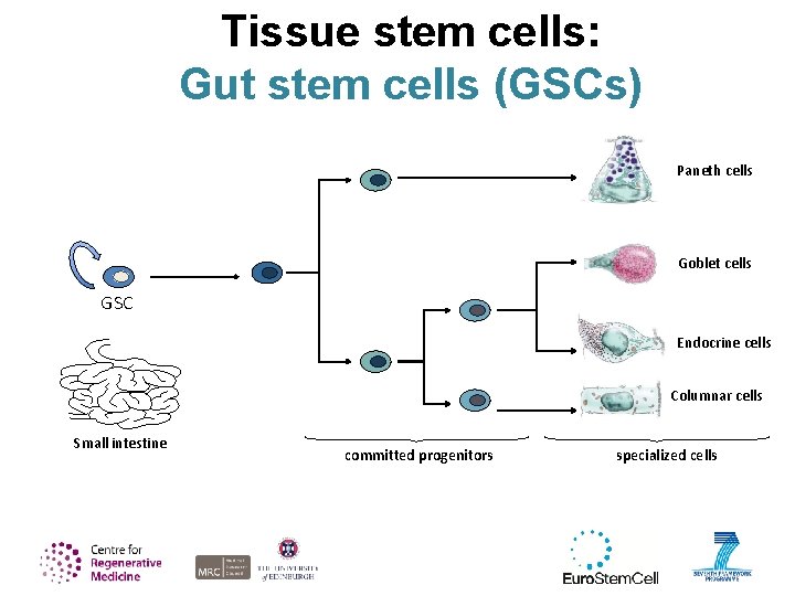 Tissue stem cells: Gut stem cells (GSCs) Paneth cells Goblet cells GSC Endocrine cells