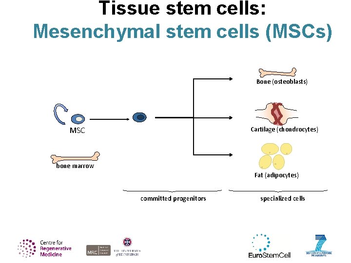Tissue stem cells: Mesenchymal stem cells (MSCs) Bone (osteoblasts) Cartilage (chondrocytes) MSC bone marrow