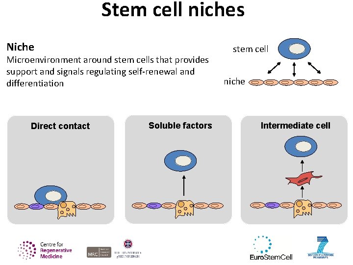 Stem cell niches Niche Microenvironment around stem cells that provides support and signals regulating