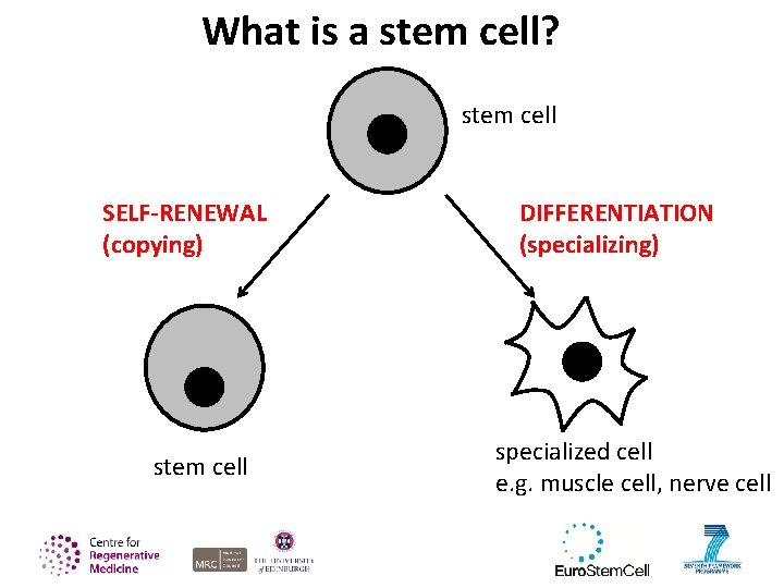 What is a stem cell? stem cell SELF-RENEWAL (copying) stem cell DIFFERENTIATION (specializing) specialized