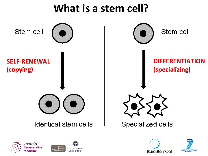 What is a stem cell? Stem cell SELF-RENEWAL (copying) Identical stem cells Stem cell