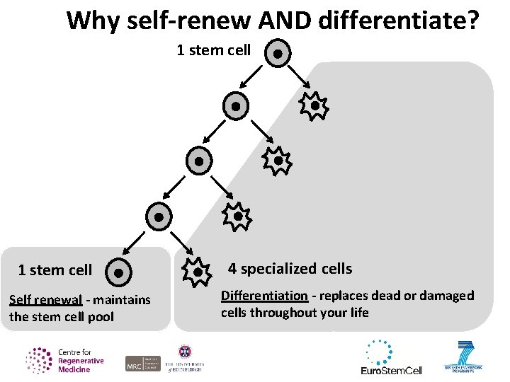 Why self-renew AND differentiate? 1 stem cell Self renewal - maintains the stem cell