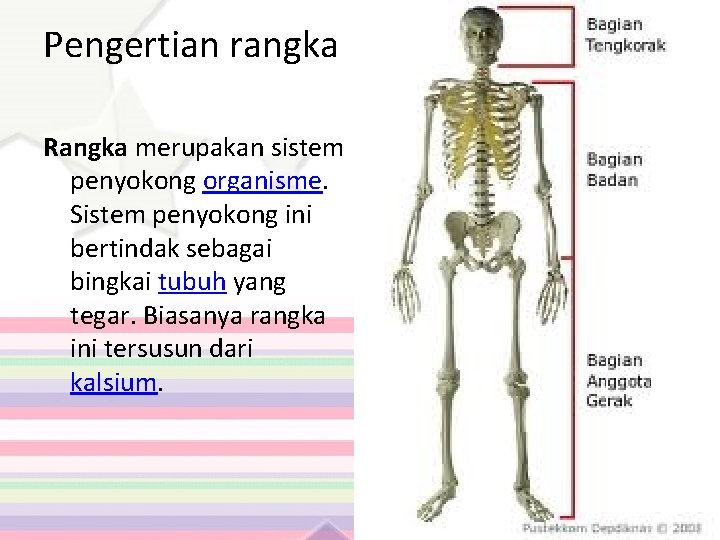 Pengertian rangka Rangka merupakan sistem penyokong organisme. Sistem penyokong ini bertindak sebagai bingkai tubuh