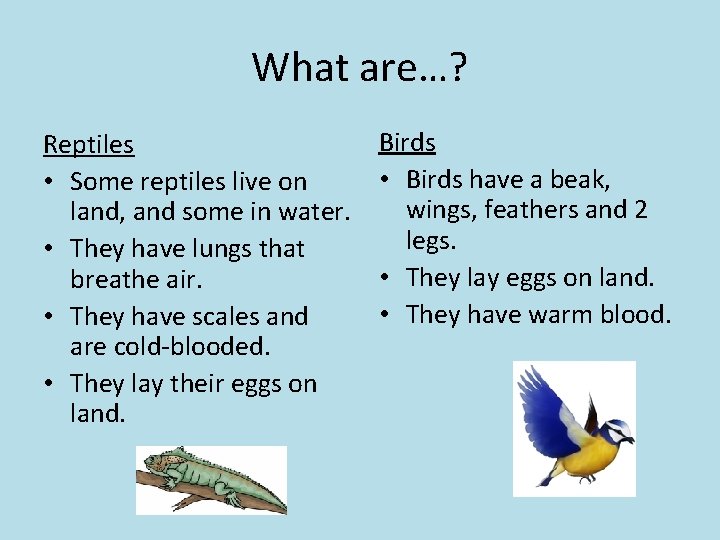 What are…? Reptiles • Some reptiles live on land, and some in water. •