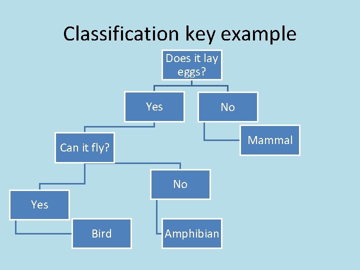 Classification key example Does it lay eggs? Yes No Mammal Can it fly? No