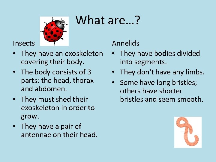 What are…? Insects • They have an exoskeleton covering their body. • The body