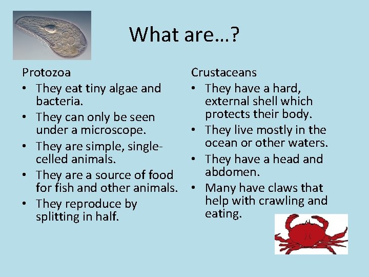 What are…? Protozoa • They eat tiny algae and bacteria. • They can only