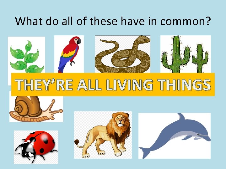 What do all of these have in common? THEY’RE ALL LIVING THINGS 