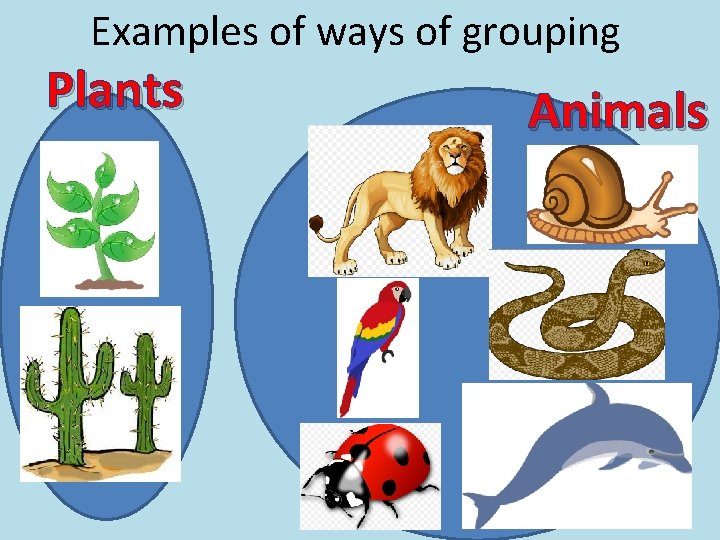 Examples of ways of grouping Plants Animals 