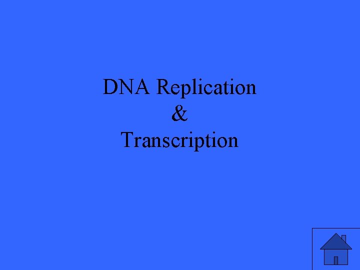 DNA Replication & Transcription 