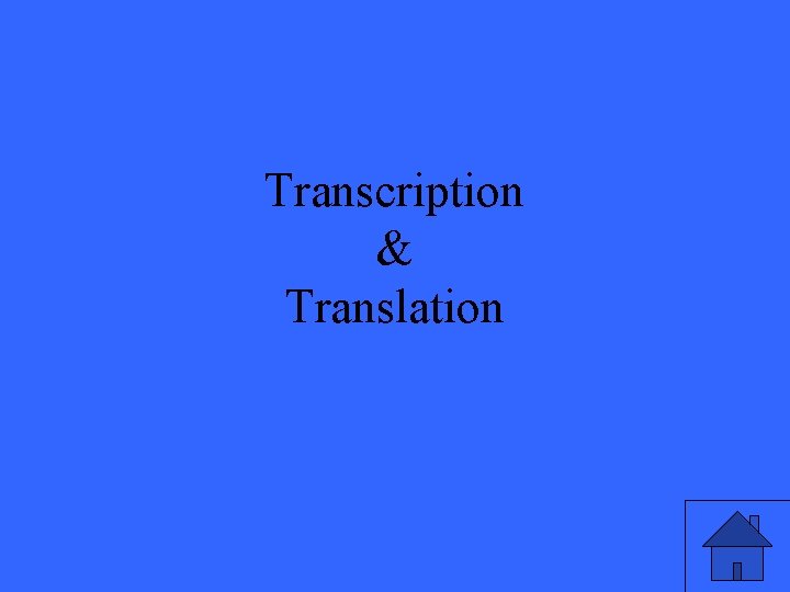 Transcription & Translation 