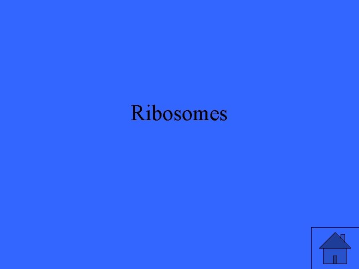 Ribosomes 