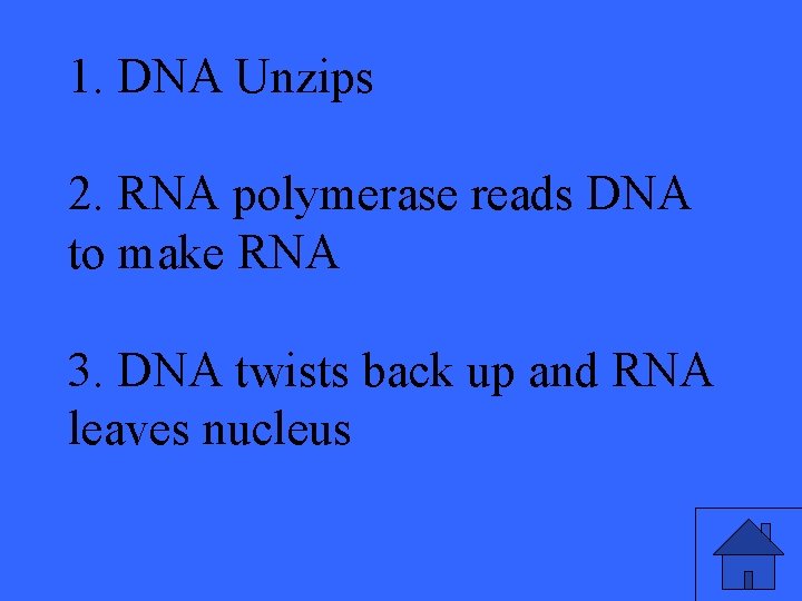 1. DNA Unzips 2. RNA polymerase reads DNA to make RNA 3. DNA twists