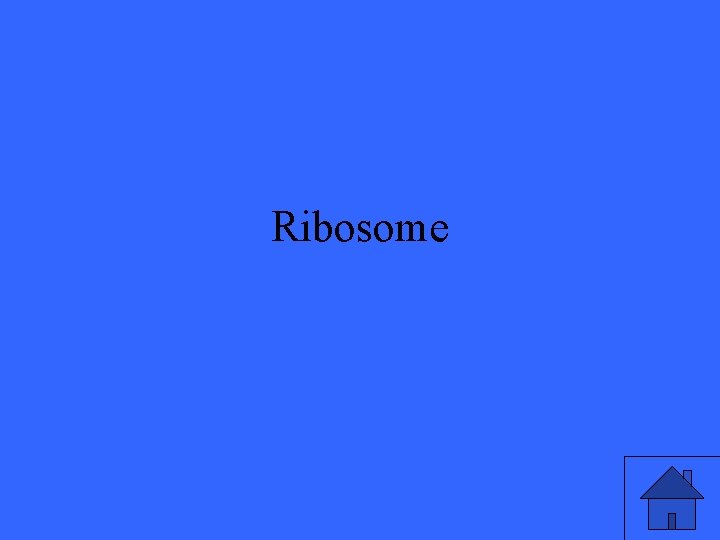 Ribosome 