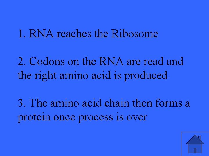 1. RNA reaches the Ribosome 2. Codons on the RNA are read and the