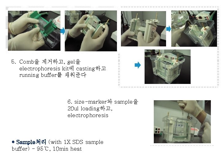 5. Comb을 제거하고, gel을 electrophoresis kit에 casting하고 running buffer를 채워준다 6. size-marker와 sample을 20 5. Comb을 제거하고, gel을 electrophoresis kit에 casting하고 running buffer를 채워준다 6. size-marker와 sample을 20