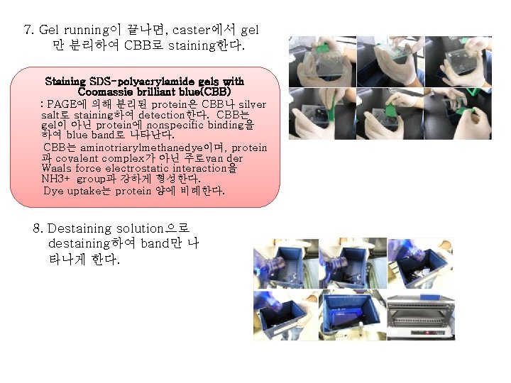 7. Gel running이 끝나면, caster에서 gel 만 분리하여 CBB로 staining한다. Staining SDS-polyacrylamide gels with 7. Gel running이 끝나면, caster에서 gel 만 분리하여 CBB로 staining한다. Staining SDS-polyacrylamide gels with