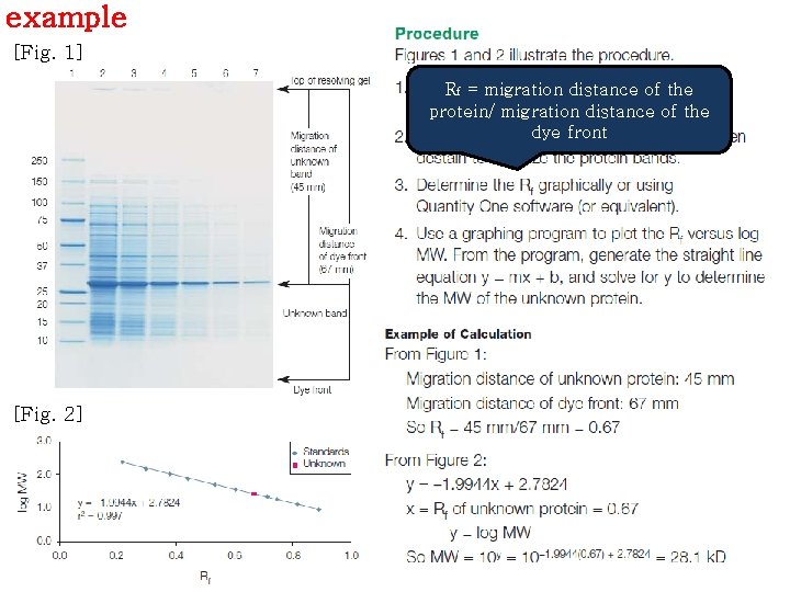 example [Fig. 1] Rf = migration distance of the protein/ migration distance of the