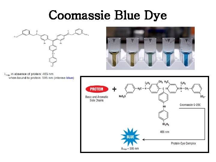 Coomassie Blue Dye Coomassie Blue Dye