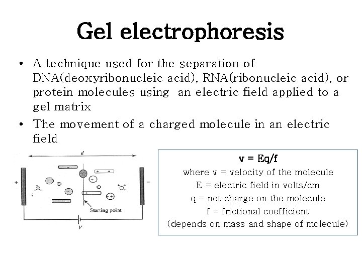 Gel electrophoresis • A technique used for the separation of DNA(deoxyribonucleic acid), RNA(ribonucleic acid), Gel electrophoresis • A technique used for the separation of DNA(deoxyribonucleic acid), RNA(ribonucleic acid),