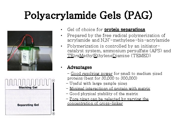 Polyacrylamide Gels (PAG) • • Gel of choice for protein separations Prepared by the Polyacrylamide Gels (PAG) • • Gel of choice for protein separations Prepared by the