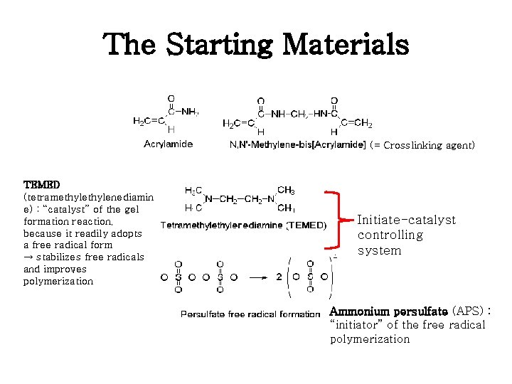 The Starting Materials (= Crosslinking agent) TEMED (tetramethylenediamin e) : “catalyst” of the gel The Starting Materials (= Crosslinking agent) TEMED (tetramethylenediamin e) : “catalyst” of the gel