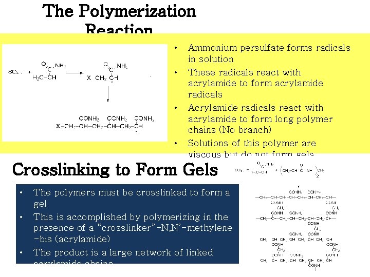 The Polymerization Reaction • • Ammonium persulfate forms radicals in solution These radicals react The Polymerization Reaction • • Ammonium persulfate forms radicals in solution These radicals react