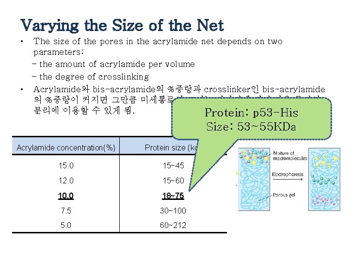 Varying the Size of the Net • The size of the pores in the Varying the Size of the Net • The size of the pores in the