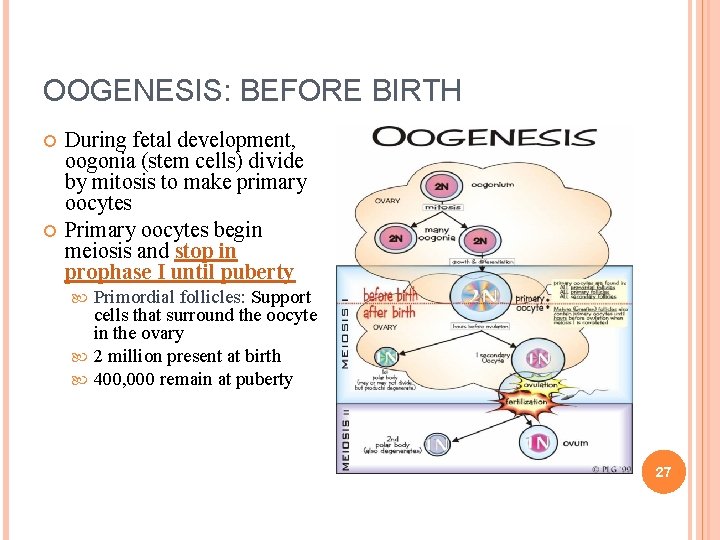 OOGENESIS: BEFORE BIRTH During fetal development, oogonia (stem cells) divide by mitosis to make