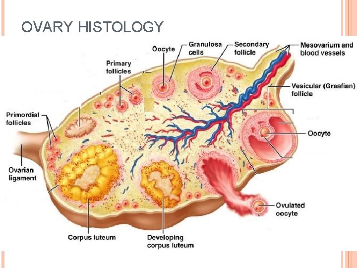 OVARY HISTOLOGY 34 