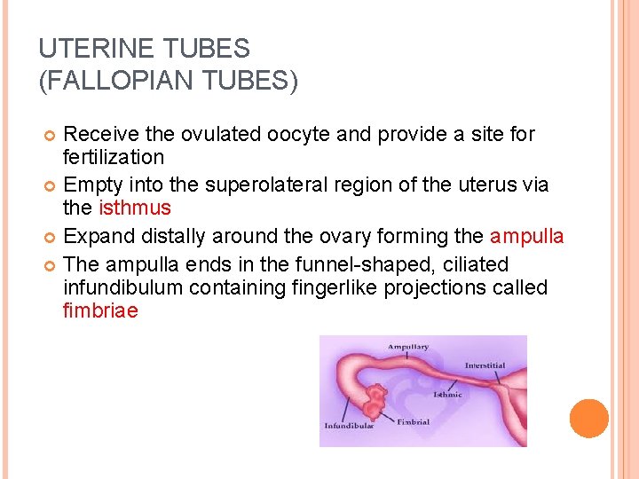 UTERINE TUBES (FALLOPIAN TUBES) Receive the ovulated oocyte and provide a site for fertilization